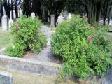 image of grave number 855731